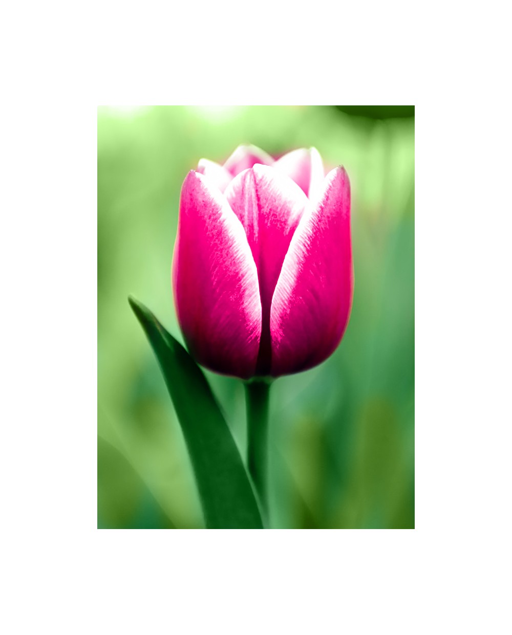 Tulip Wd300 Wizardiart