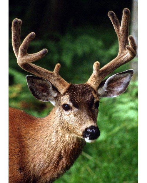 Forest Deer WD2378