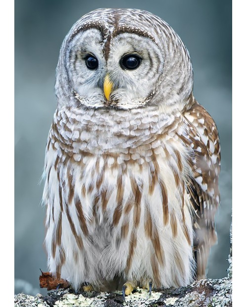 WD2381 Polar Owl