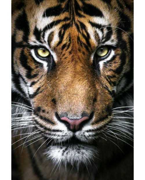 Tiger King WD2395