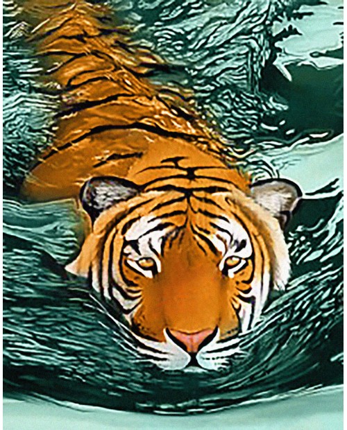 Tiger Waters WD2413