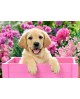 Labrador Puppy in Pink Box WD2414