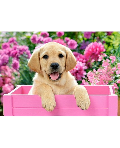 Labrador Puppy in Pink Box WD2414