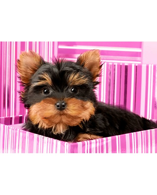Yorkshire Terrier in Pink Box WD2418