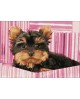 Yorkshire Terrier in Pink Box WD2418