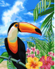 H080 Toucan