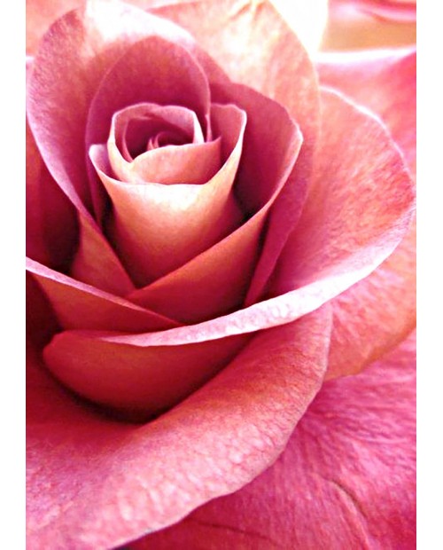 Pink Rose WD019