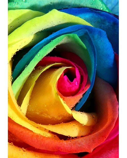 Rainbow Rose WD023