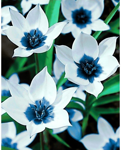 Blue Eye Tulips WD034