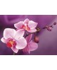 Branch of Orchids WD038