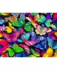 Rainbow Butterflies WD057
