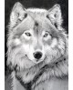 Grey Wolf WD086