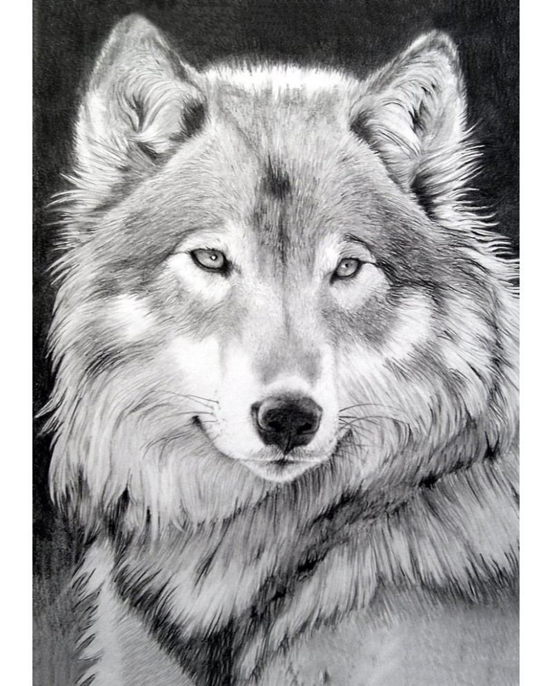 Серый Волк WD086
